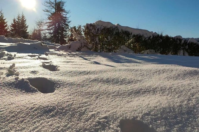 Private Buggy Experience All Seasons in Pamporovo - Reviews Overview