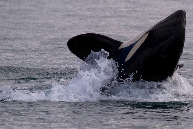 Private Charter - Marine Adventure and Whale Watching - Booking and Cancellation