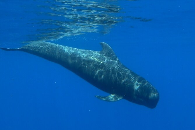 Private Charter Ocean Safari - Reviews