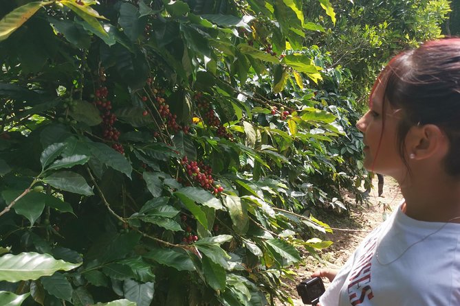 Private City Tour in Bucaramanga and Artisanal Coffee Tasting - Artisanal Coffee Tasting