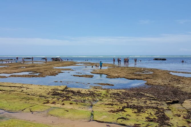 Private Coconut Coast & Praia Do Forte Tour - From Salvador - Visitor Reviews