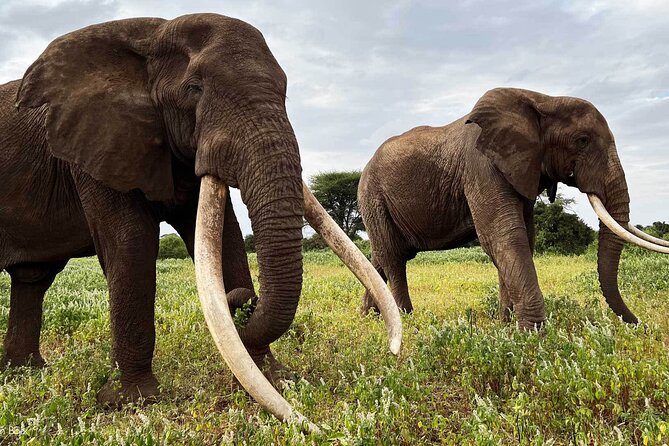 Private Day Tour Amboseli National Park - Customer Feedback