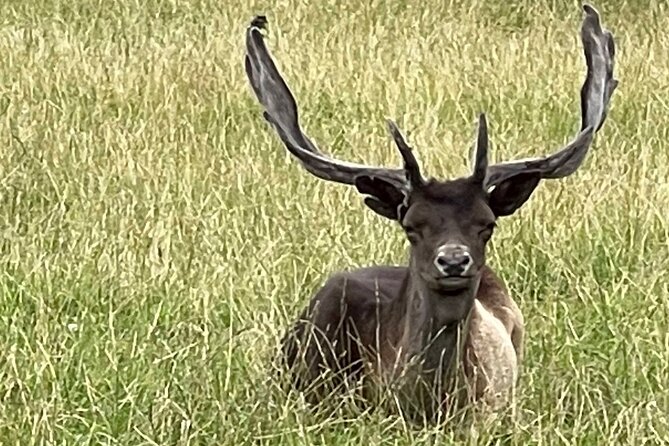 Private Deer Park Tour and Day Out in Leek - Photography Tips and Guidance