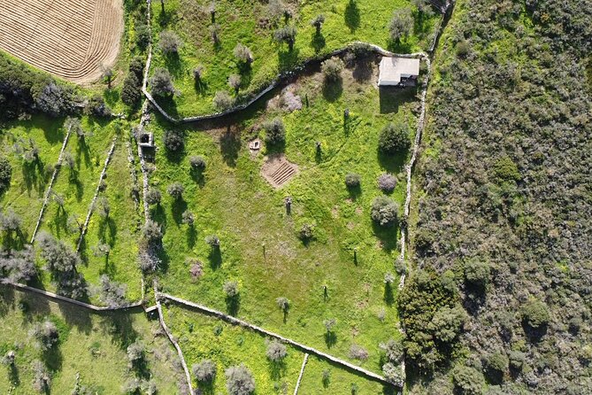 Private Dining in the Olive Grove - Scenic Ambiance