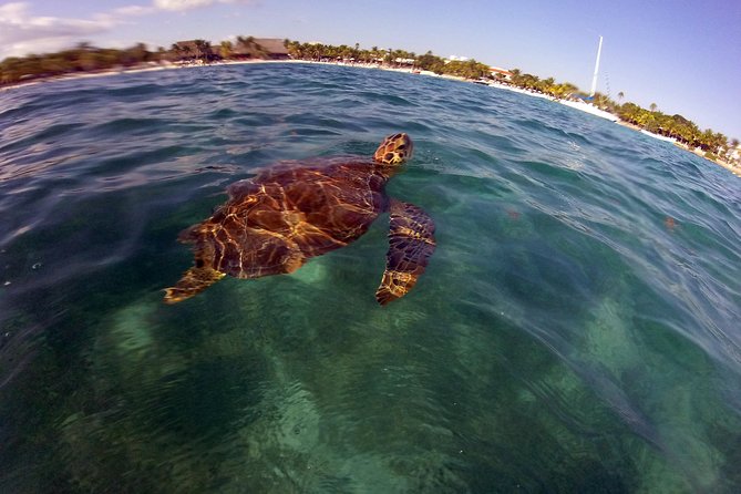 Private Experience: Akumal Sea Turtles Encounter and Yal-Kú Lagoon Colorfull Fish Snorkel. - Customer Reviews and Guides