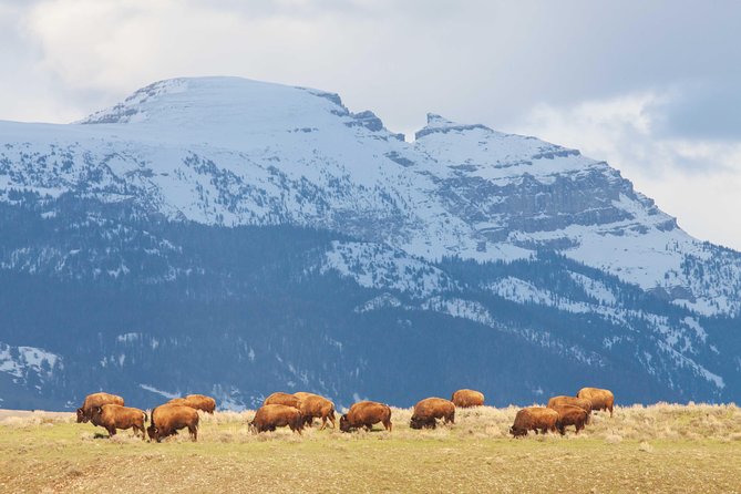 Private Grand Teton Wildlife Safari Tour - Private Transportation