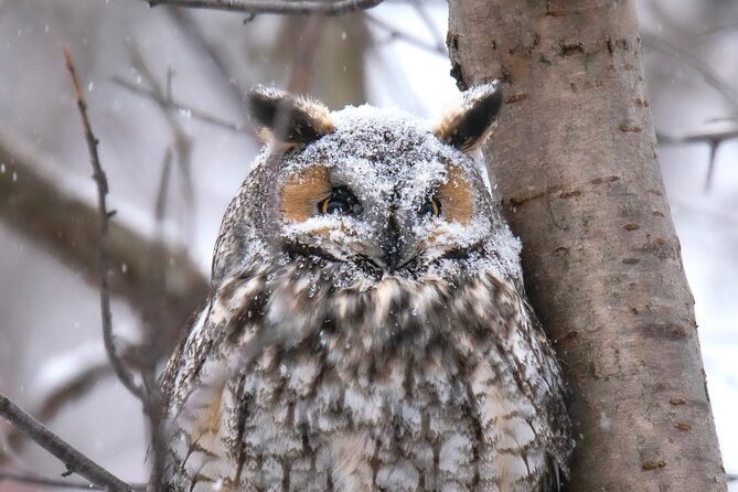 Private Guided Owl Prowl to Observe and Photograph Wild Owls - Additional Information
