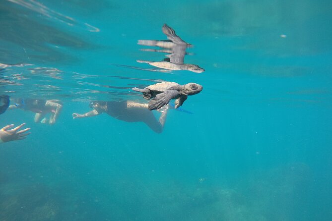 Private Guided Snorkeling in Cabo San Lucas - Exceptional Service and Personalized Guidance