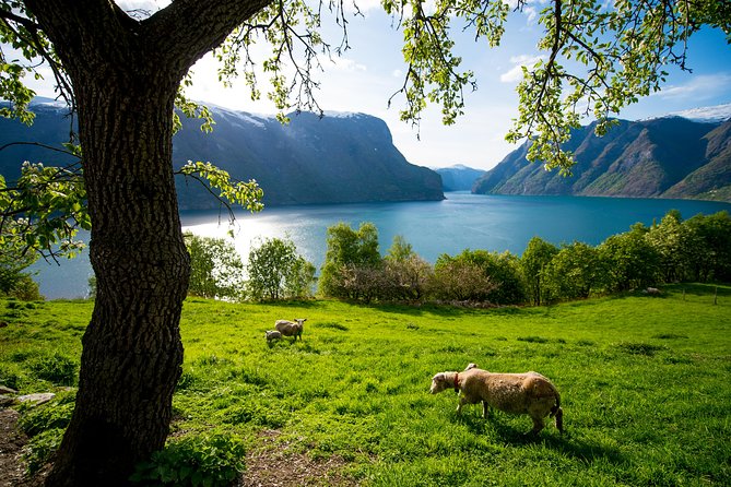 Private Guided Tour to Oslo - Nærøyfjord Cruise and Flåm Railway - Explore Hardangervidda National Park