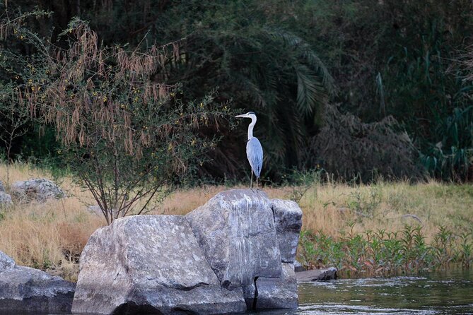 Private Half-Day Bird Watching Tour in Aswan - Customer Reviews