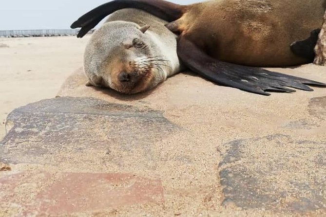 Private Half Day Coast Tour of Walvis Bay and Swakopmund City - Common Issues and Feedback