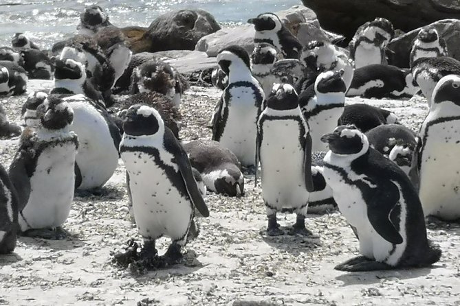 Private Historical Cape Town City and Scenic Passes Tour. - Highlights of the Tour