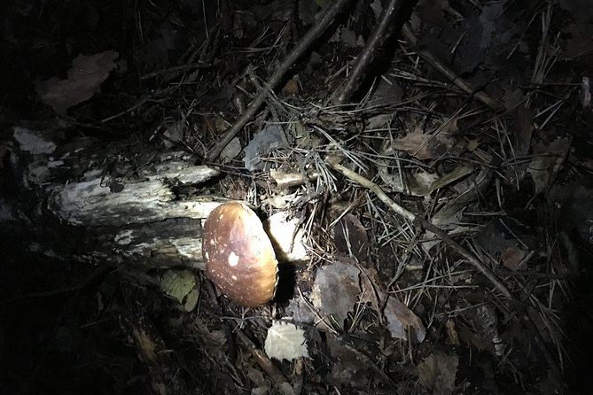 Private Hunting Of Truffle And Mushrooms With Chef Luigi Gandola In Bellagio - Truffle Hunting With the Trained Dog, Charlotte