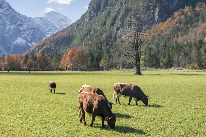 Private Logar Valley & Alpine Fairytale Tour From Ljubljana - Planning Your Private Logar Valley Excursion