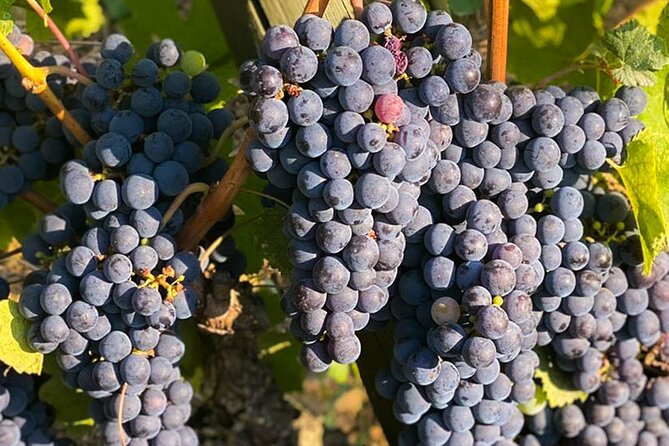 Private Lucca Wine Tour With Lunch and Tastings - Reviews and Ratings
