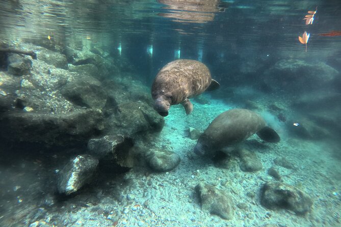 Private Manatee Swim Tour - Pricing Information