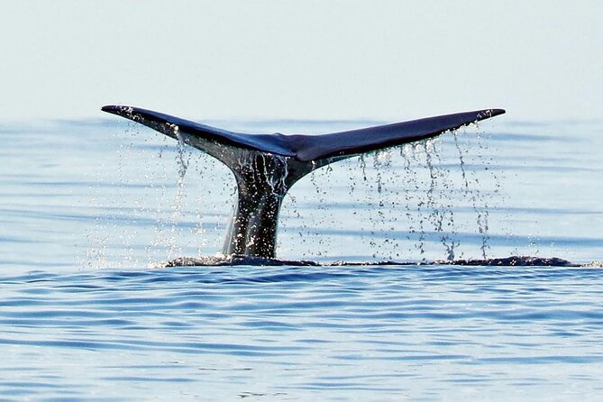 Private Marine Wildlife Boat Tour - Wildlife Viewing Experience