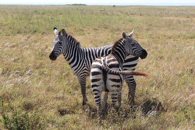 Private Mini Safari Tour in Nairobi - Pricing and Booking Details