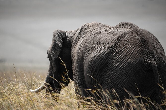 Private Multi-Day Tour in Tanzania Safari - Ratings and Reviews