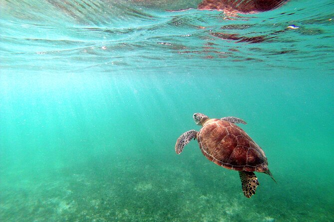 Private Snorkel With Turtle at Akumal - Tour Experience