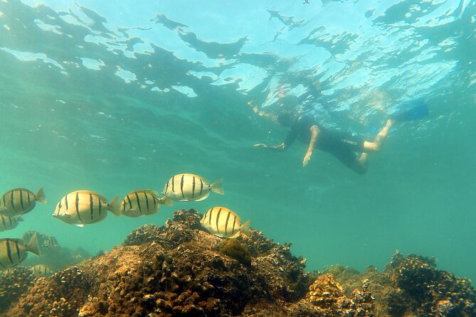 Private Snorkeling Boat Tour in San Jose Del Cabo - Health and Safety Considerations