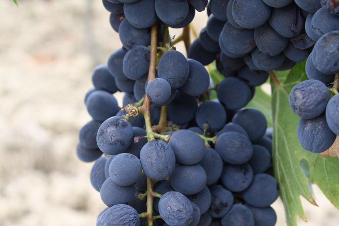 Private Super Tuscan & Extra Virgin Olive Oil Tasting - Reviews