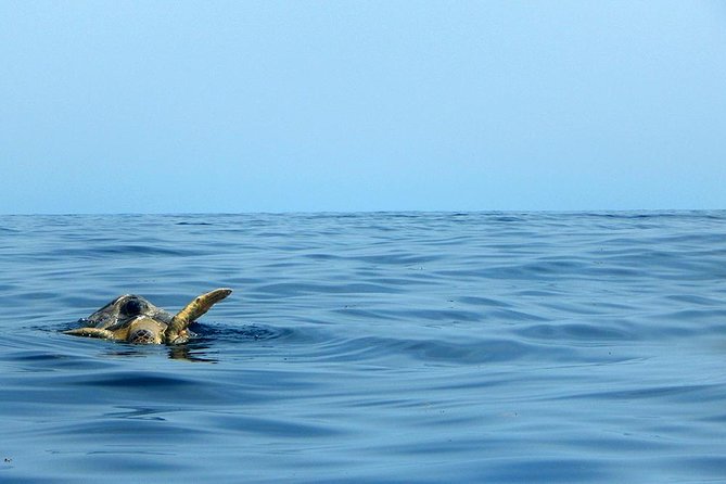 Private Tour: Akumal Marine Turtle Snorkeling and Cenote Adventure - Booking Details
