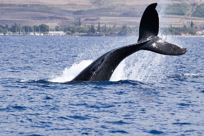 Private Tour Fee to See Whales and Dolphins - Tour Pricing and Policies