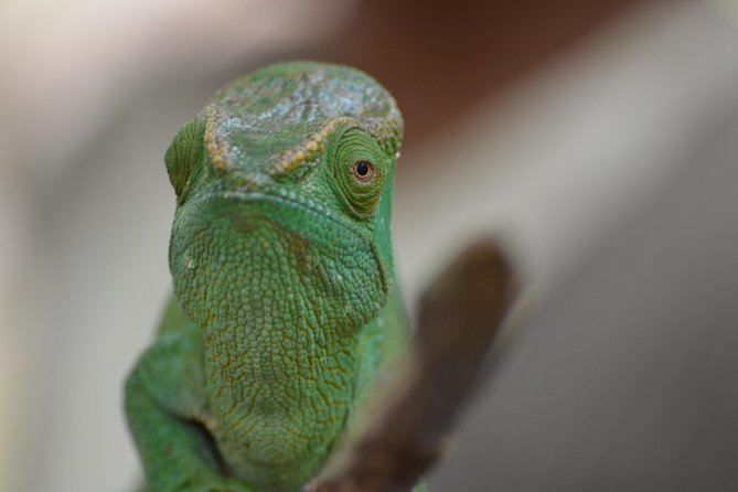 Private Tour for the Highlights of Madagascar - Arrival and Pickup