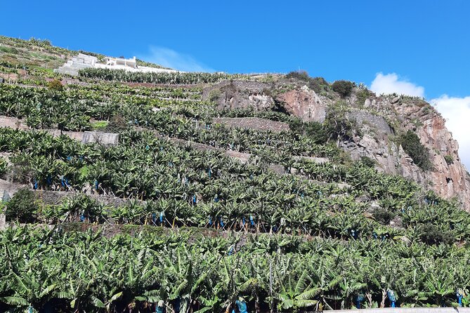 Private Tour of Banana Farm From Funchal - Customer Testimonials