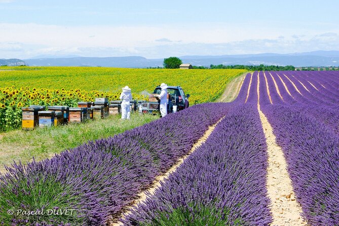Private Tour of Gorges of Verdon and Fields of Lavender in Nice - Negative Feedback and Cancellation Issues