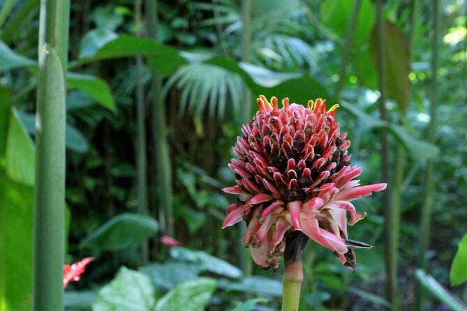 Private Tour St. Lucia Botanical Gardens and Waterfall - Discovering the Waterfall