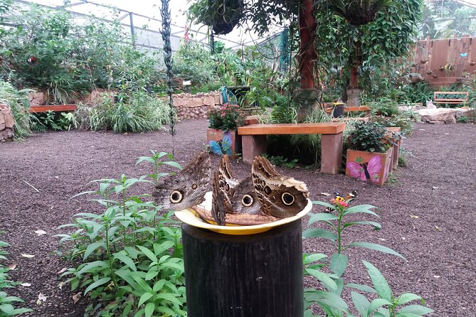 Private Tour to Mindo With Hummingbird Reserve, Tarabita and Butterfly Farm - Getting the Most Out of Your Tour