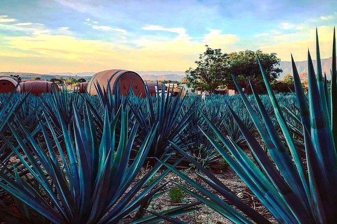 Private Tour to Tequila Unique Experience Price Groups of up to 4 - Host Commitment to Satisfaction