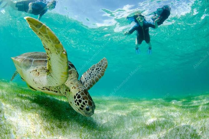 Private Tour Turtle Experience and Cenote Swim - Customer Reviews