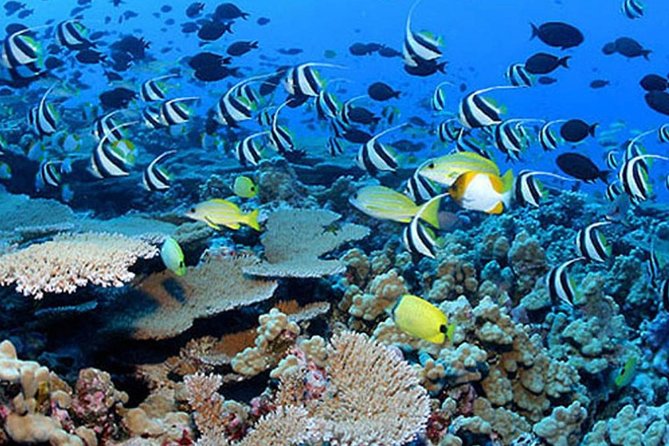 Private Tours Beach Entry - Sea Scooters Guided With Videos - Merchandise for Purchase or Rent