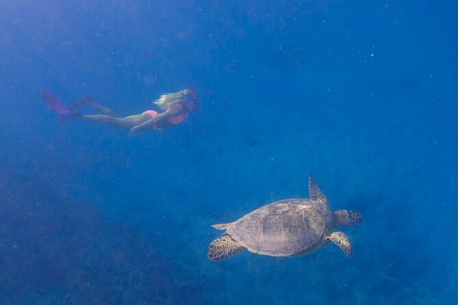 Private Turtle Snorkel & Cruise Waikiki - Important Tour Information