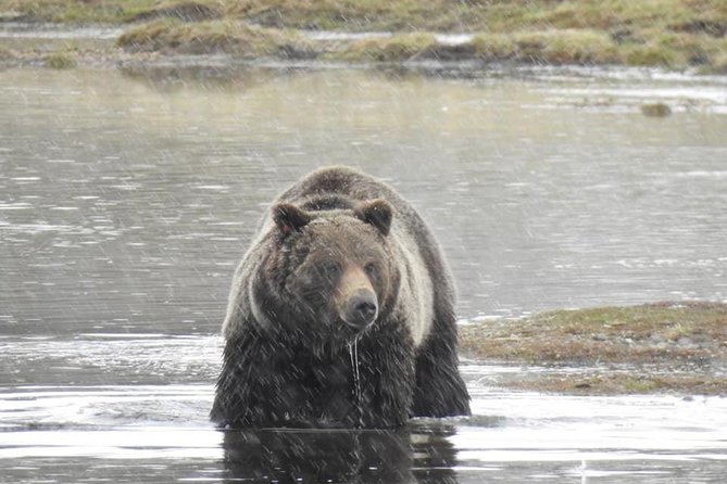 Private Two-Day Tour of Yellowstone National Park - Wildlife Viewing Opportunities
