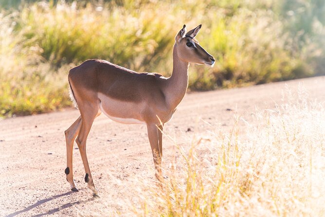 Private Ultimate Pilanesberg Safari From Johannesburg - Exploring Pilanesberg National Park