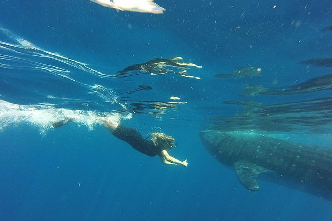 Private Whale Shark Tour From Cancun - Pricing and Booking