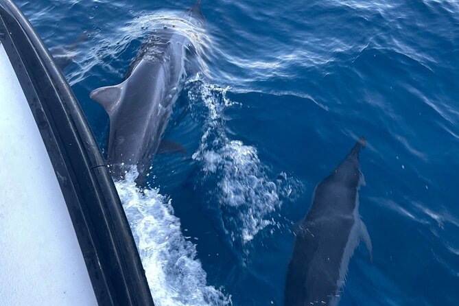 Private Whale Watching and Dolphin Excursion - Unique Experience of Private Tours