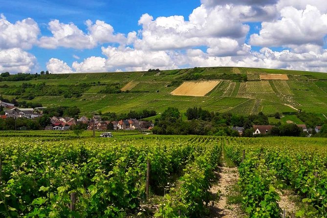 Private Wine & Cheese Tour to Loire Valley Vineyards From Paris - Knowledgeable Wine Expert Guide