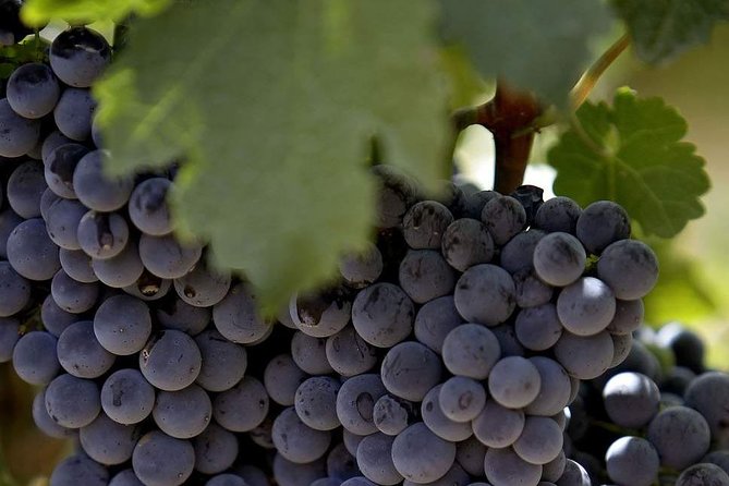 PRIVATE Wine Tasting Tour to the Bekaa Valey Fabulous Wineries - Pricing Details