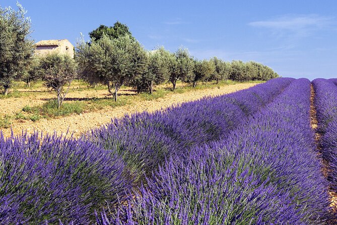 Provence Shared Half Day Lavender Tour From Aix En Provence - Reviews and Testimonials