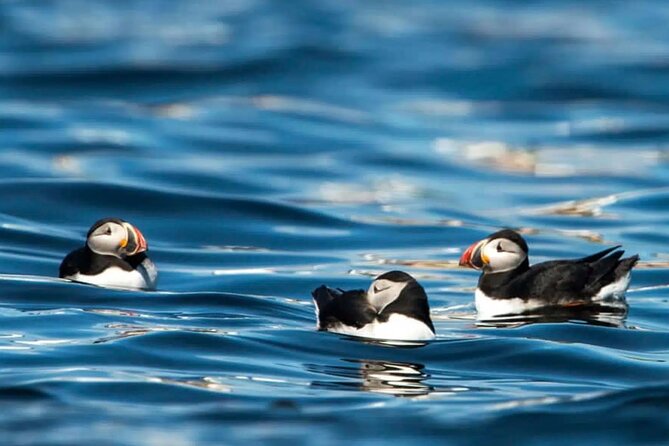 Puffin Safari Boat Tour - Puffin Sightings