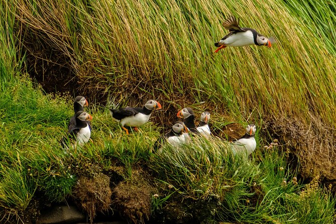Puffin Watching Speedboat Express - Booking Details