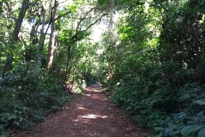 Rain Forest Trail Cantareira Natural Park From Sao Paulo - Exploring the Rain Forest Trail