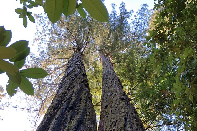 Redwoods of Marin and Mt. Tamalpais Walking Tour With Local Guide - Inclusions and Exclusions