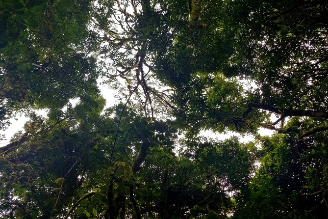 Regular Guided Tour Monteverde Reserve - Meeting and End Points