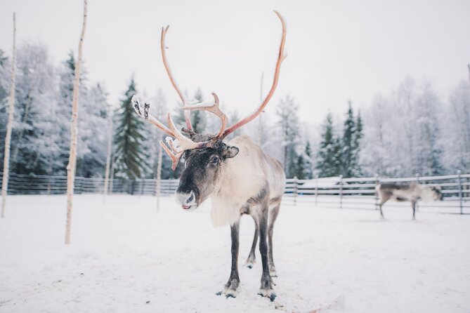Reindeer Safari With Snowmobile and Cross the Arctic Circle Tour From Rovaniemi - Safety Regulations